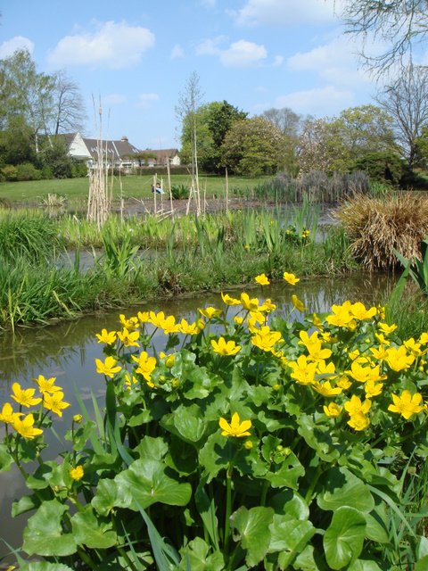 Caltha palustris